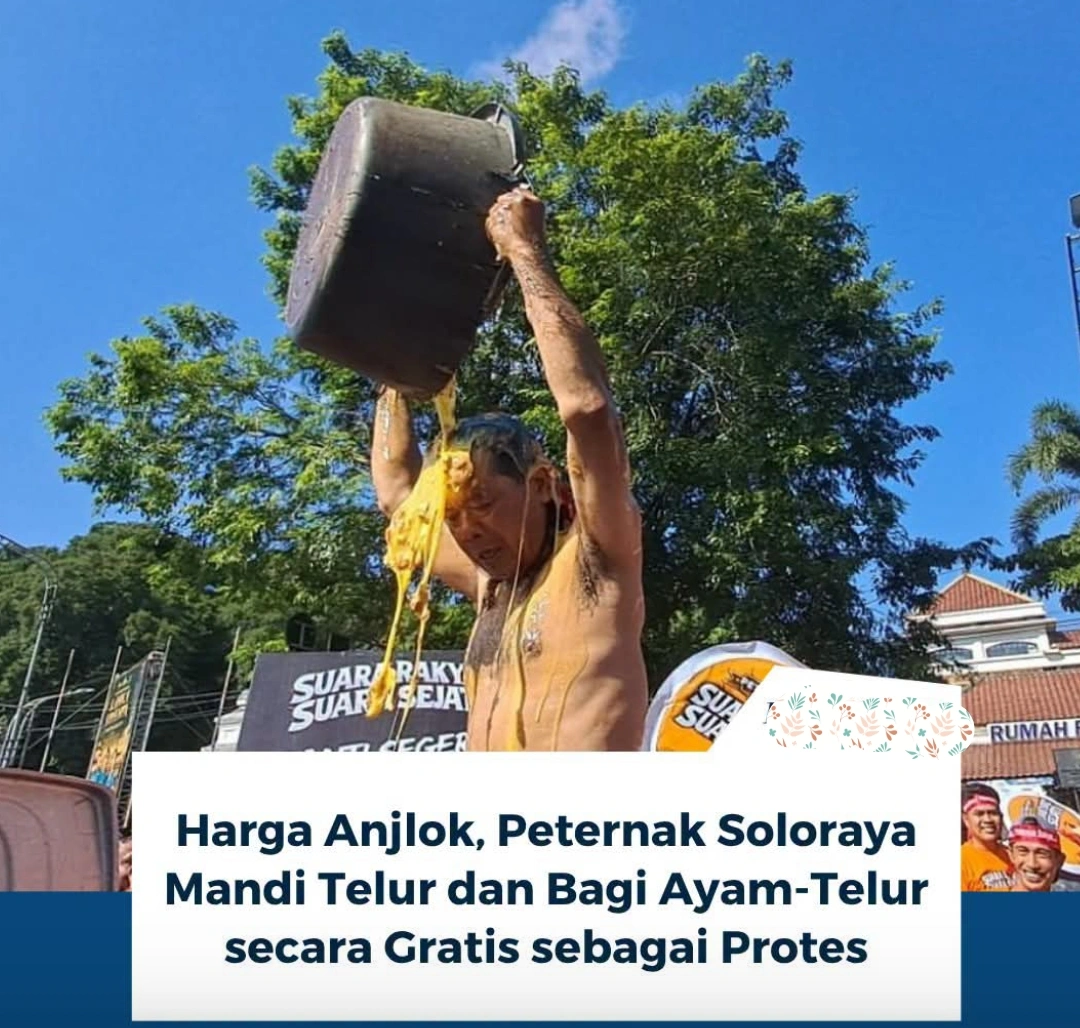 Harga Anjlok, Peternak Soloraya Mandi Telur dan Bagi  Ayam Telur Gratis Sebagai Bentuk Protes 