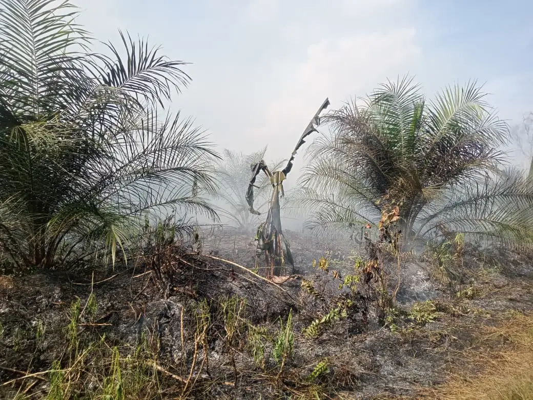 Kebakaran Lahan Sawit Hanguskan 5 Hektar di Dusun Sungai Tembang, Warga Berharap Bantuan BPBD