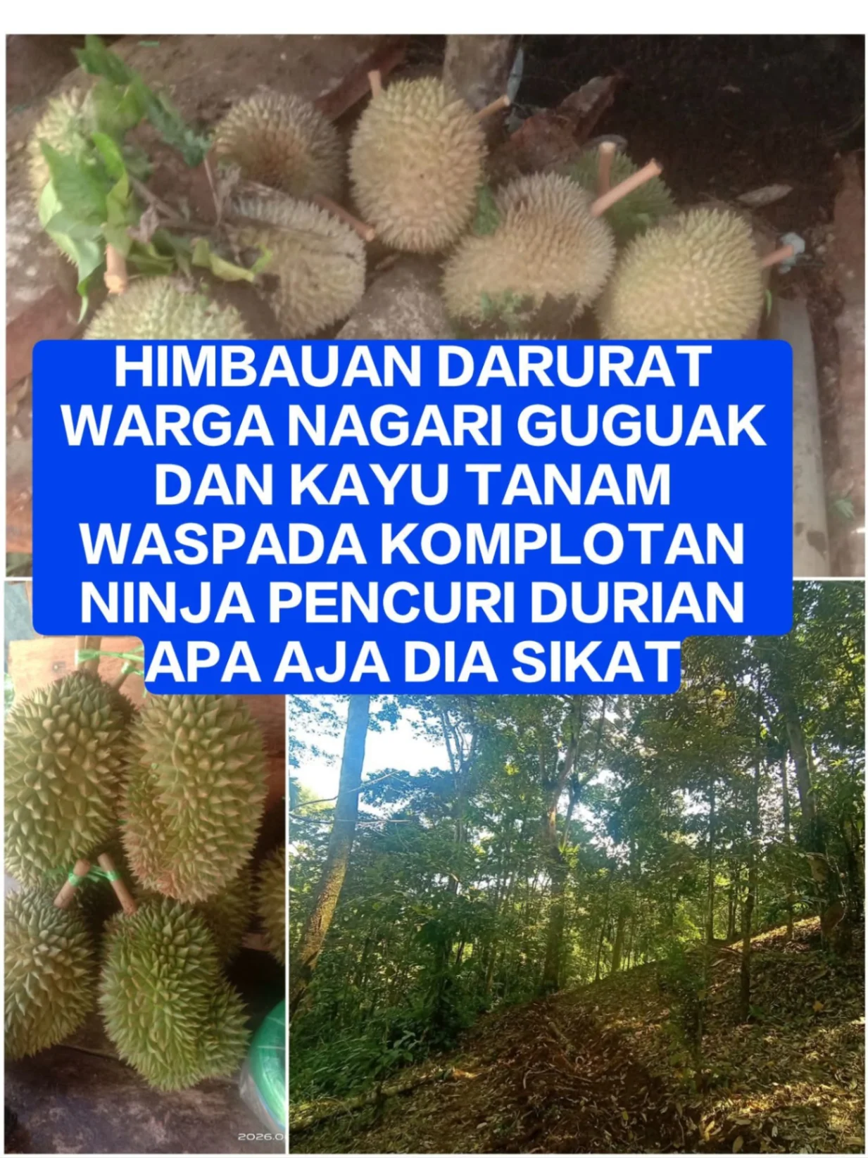 HIMBAUAN DARURAT! Warga Nagari Guguak dan Kayu Tanam Diminta Waspada Terhadap Dugaan Komplotan Pencuri yang Meresahkan
